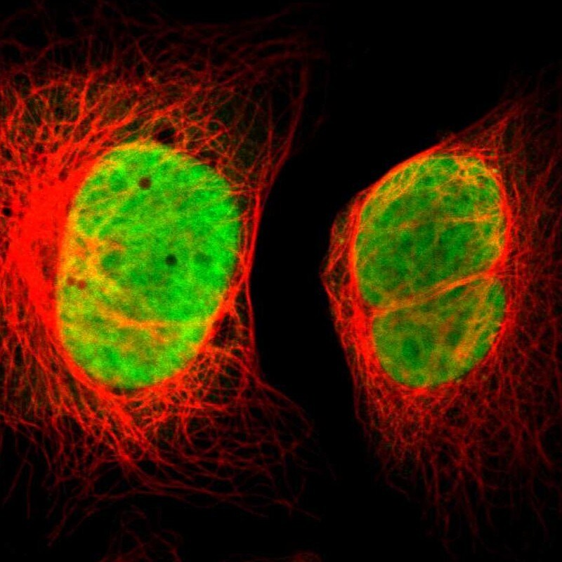 FAM50A Antibody - BSA Free Immunocytochemistry/ Immunofluorescence: FAM50A Antibody [NBP1-89344]