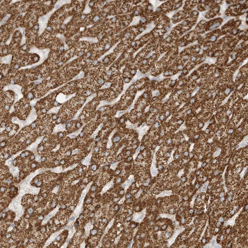 OFD1 Antibody - BSA Free Immunohistochemistry: OFD1 Antibody - BSA Free [NBP1-89356]