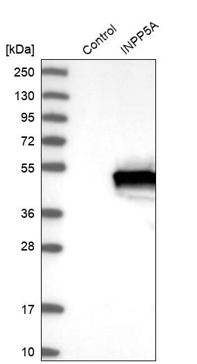 INPP5A Antibody - BSA Free Western Blot: INPP5A Antibody - BSA Free [NBP1-89361]