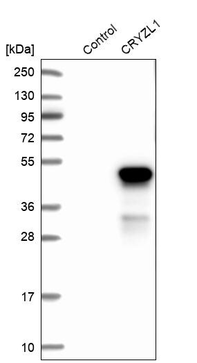 CRYZL1 Antibody - BSA Free Western Blot: CRYZL1 Antibody - BSA Free [NBP1-89363]