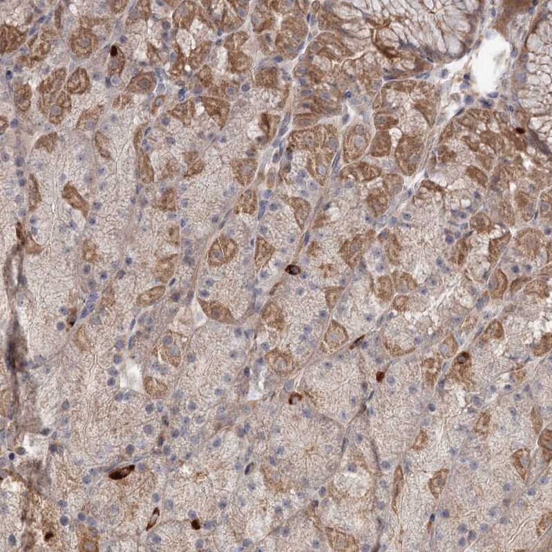 DHRS9 Antibody - BSA Free Immunohistochemistry-Paraffin: DHRS9 Antibody - BSA Free [NBP1-89378]
