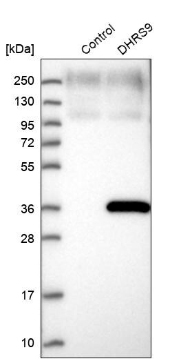 DHRS9 Antibody - BSA Free Western Blot: DHRS9 Antibody - BSA Free [NBP1-89379]