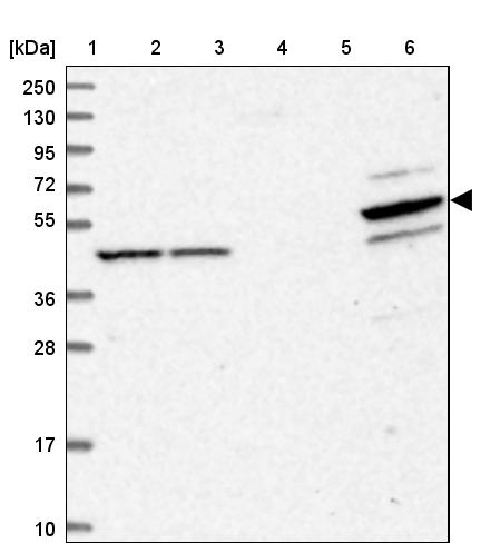 PDE12 Antibody - BSA Free Western Blot: PDE12 Antibody - BSA Free [NBP1-89381]