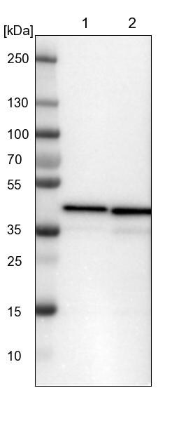 UBXN1 Antibody - BSA Free Western Blot: UBXN1 Antibody - BSA Free [NBP1-89387]