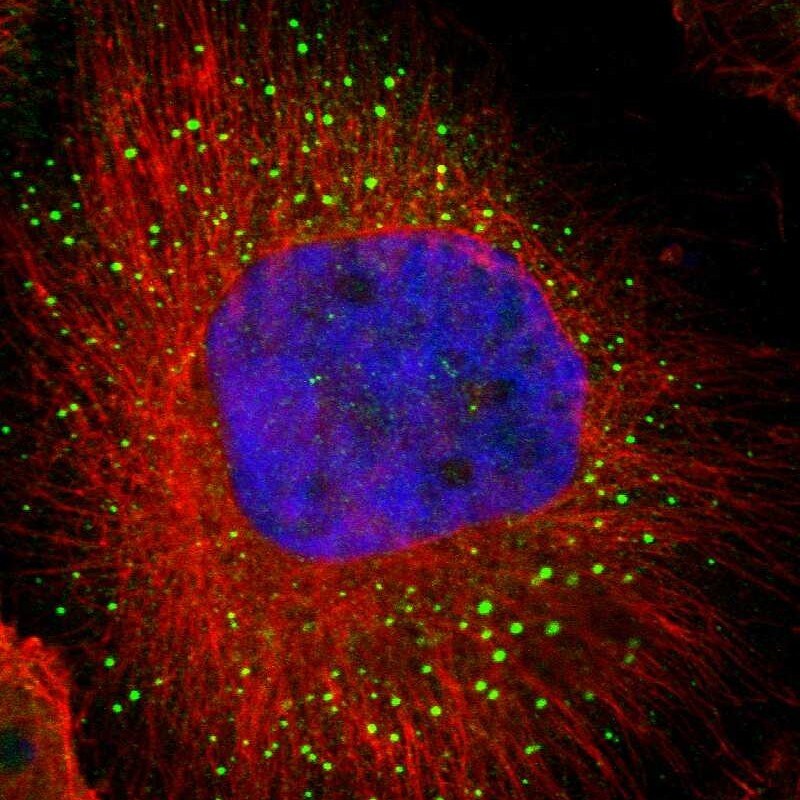 eIF4ENIF1 Antibody - BSA Free Immunocytochemistry/ Immunofluorescence: eIF4ENIF1 Antibody [NBP1-89389]
