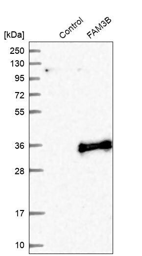 FAM3B Antibody - BSA Free Western Blot: FAM3B Antibody - BSA Free [NBP1-89395]