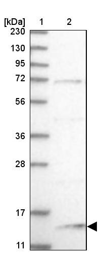 NHP2L1 Antibody - BSA Free Western Blot: NHP2L1 Antibody - BSA Free [NBP1-89406]
