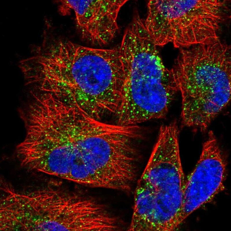 FAM114A2 Antibody - BSA Free Immunocytochemistry/ Immunofluorescence: FAM114A2 Antibody - BSA Free [NBP1-89407]