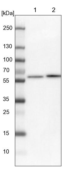 FAM114A2 Antibody - BSA Free Western Blot: FAM114A2 Antibody - BSA Free [NBP1-89407]