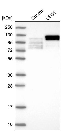 LEO1 Antibody - BSA Free Western Blot: LEO1 Antibody - BSA Free [NBP1-89423]