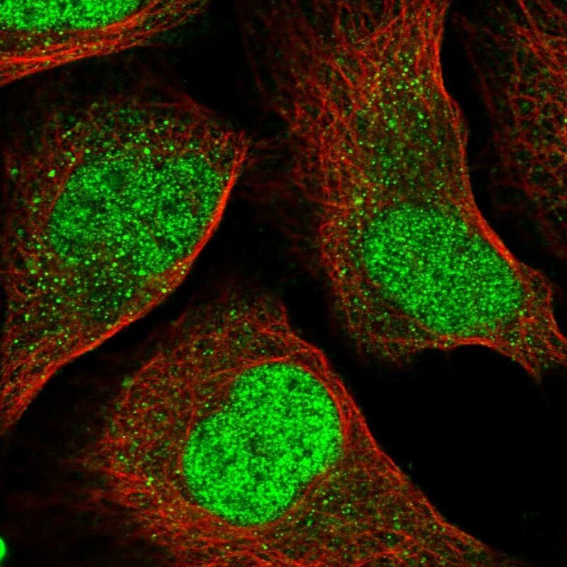 IRF2 Antibody - BSA Free Immunocytochemistry/ Immunofluorescence: IRF2 Antibody [NBP1-89433]