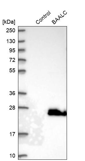 BAALC Antibody - BSA Free Western Blot: BAALC Antibody - BSA Free [NBP1-89443]