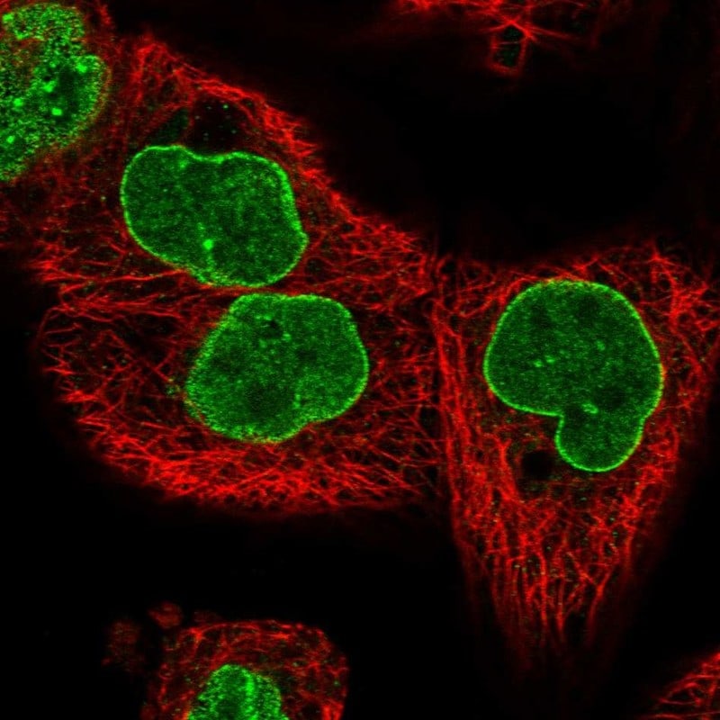 TPR Antibody - BSA Free Immunocytochemistry/ Immunofluorescence: TPR Antibody - BSA Free [NBP1-89452]