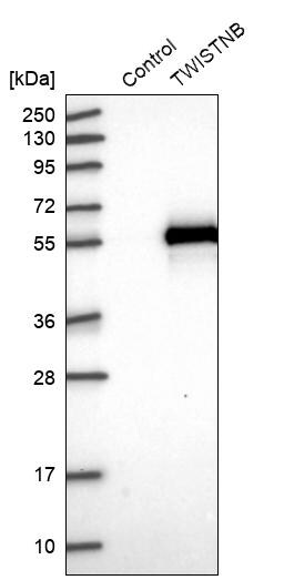 TWISTNB Antibody - BSA Free Western Blot: TWISTNB Antibody - BSA Free [NBP1-89454]