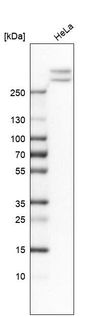 Alpha Fodrin Antibody - BSA Free Western Blot: Alpha Fodrin Antibody - BSA Free [NBP1-89460]