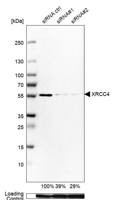 XRCC4 Antibody - BSA Free Western Blot: XRCC4 Antibody - BSA Free [NBP1-89463]