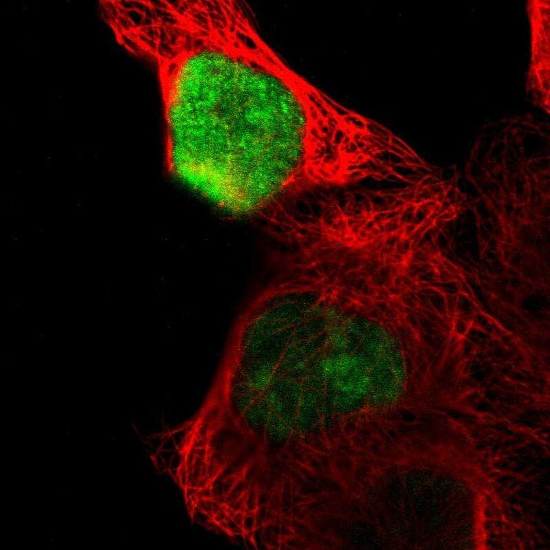 OVOL1 Antibody - BSA Free Immunocytochemistry/ Immunofluorescence: OVOL1 Antibody - BSA Free [NBP1-89469]