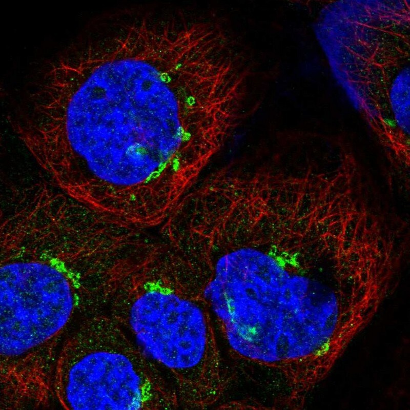 ESD Antibody - BSA Free Immunocytochemistry/ Immunofluorescence: ESD Antibody [NBP1-89479]