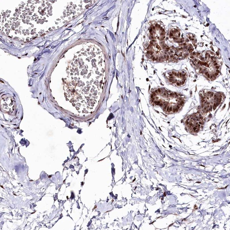DMP-1 Antibody - BSA Free Immunohistochemistry: DMP-1 Antibody - BSA Free [NBP1-89484]