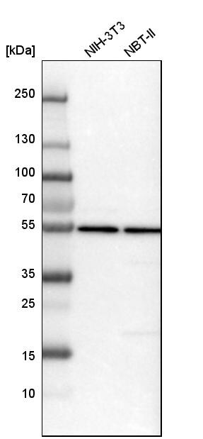 HARS Antibody - BSA Free Western Blot: HARS Antibody - BSA Free [NBP1-89490]