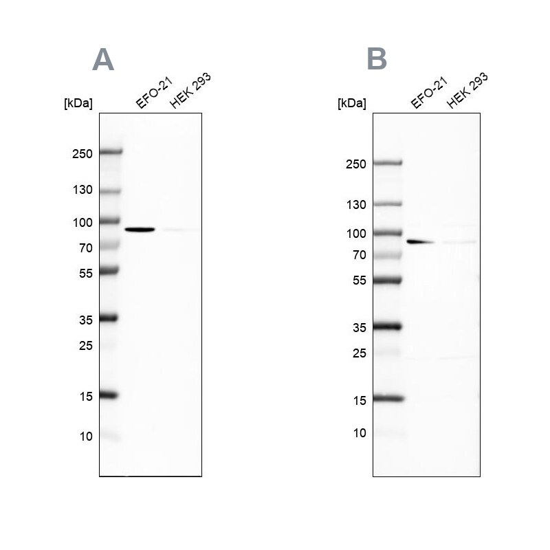 DPP3 Antibody - BSA Free Western Blot: DPP3 Antibody - BSA Free [NBP1-89493]
