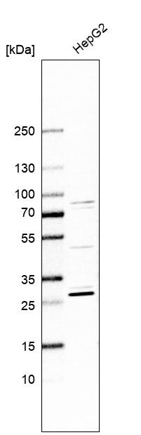 Histamine N-Methyltransferase/HNMT Antibody - BSA Free Western Blot: Histamine N-Methyltransferase/HNMT Antibody - BSA Free [NBP1-89495]