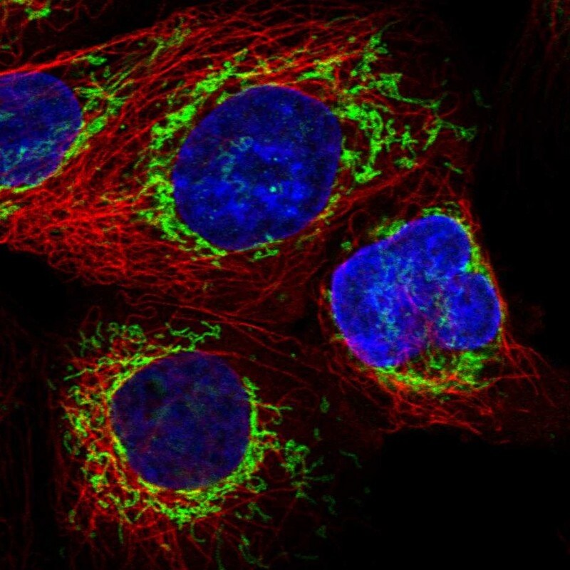 ATP5I Antibody - BSA Free Immunocytochemistry/ Immunofluorescence: ATP5I Antibody [NBP1-89496]