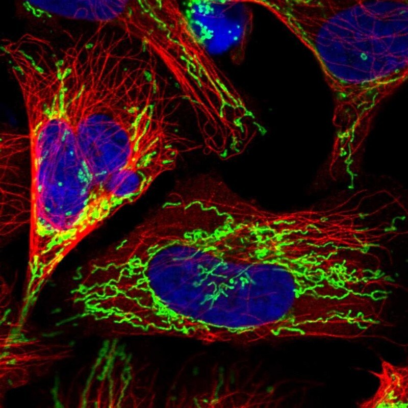 COX5b Antibody - BSA Free Immunocytochemistry/ Immunofluorescence: COX5b Antibody [NBP1-89499]
