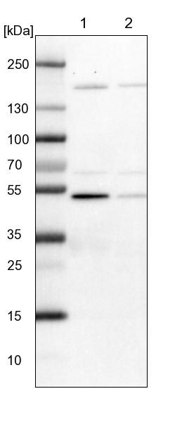 BYSL Antibody - BSA Free Western Blot: BYSL Antibody - BSA Free [NBP1-89501]