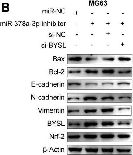 BYSL Antibody - BSA Free