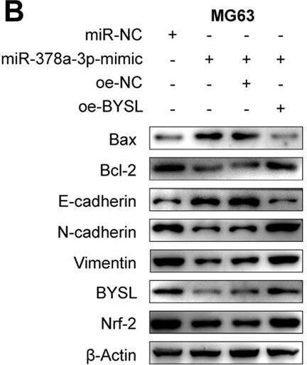 BYSL Antibody - BSA Free