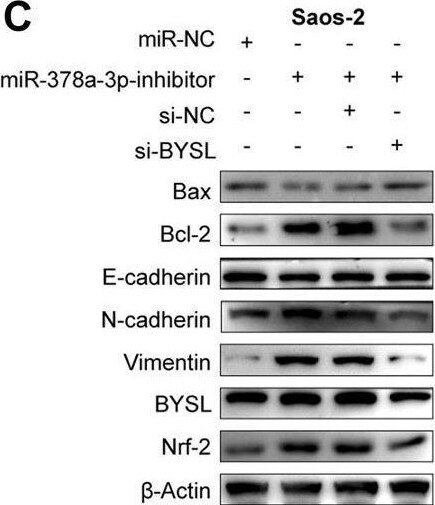 BYSL Antibody - BSA Free
