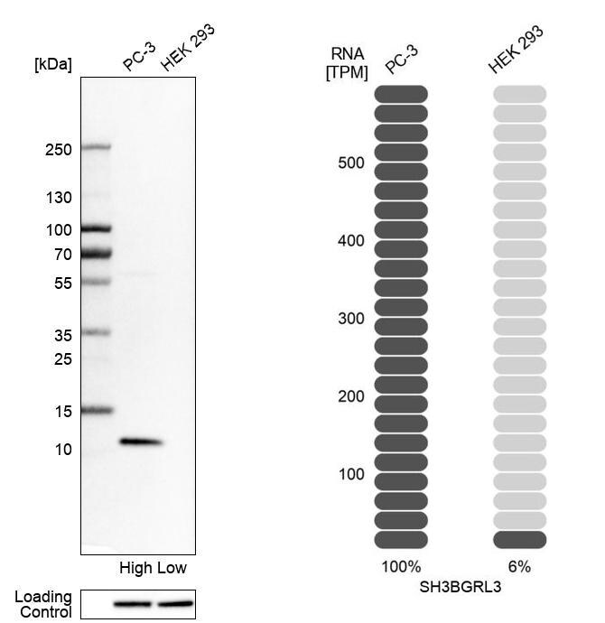 SH3BGRL3 Antibody - BSA Free Western Blot: SH3BGRL3 Antibody - BSA Free [NBP1-89502]