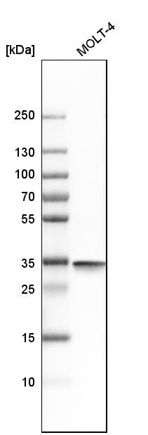 PCNA Antibody - BSA Free Western Blot: PCNA Antibody - BSA Free [NBP1-89503]