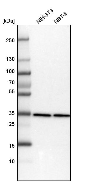 PCNA Antibody - BSA Free Western Blot: PCNA Antibody - BSA Free [NBP1-89503]