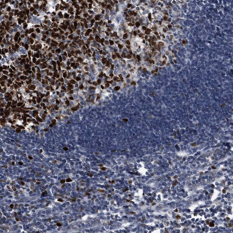 PCNA Antibody - BSA Free Immunohistochemistry-Paraffin: PCNA Antibody - BSA Free [NBP1-89504]