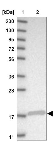 SRP19 Antibody - BSA Free Western Blot: SRP19 Antibody - BSA Free [NBP1-89507]