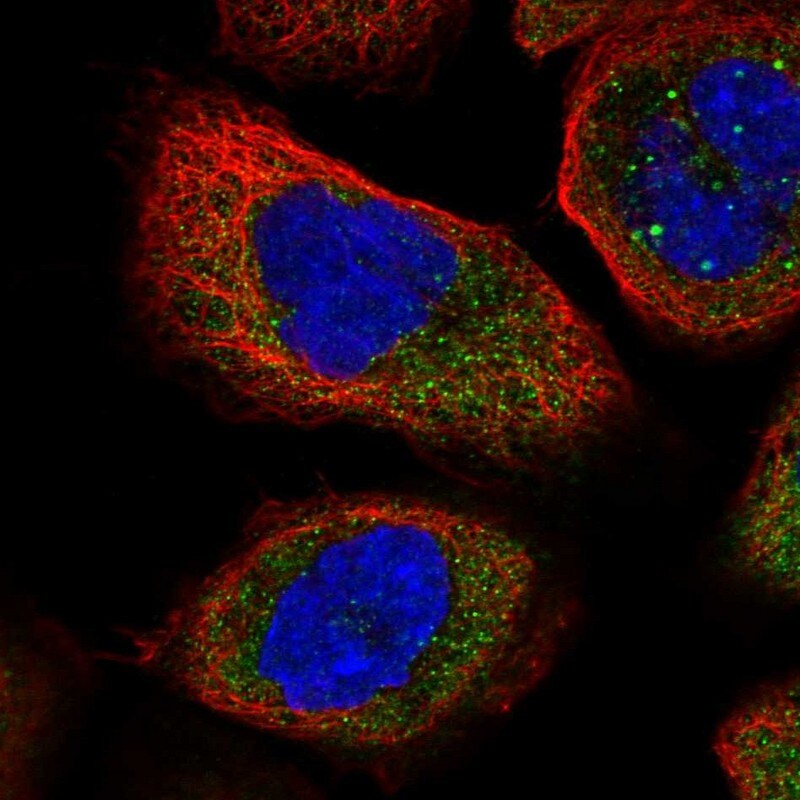NUDC Antibody - BSA Free Immunocytochemistry/ Immunofluorescence: NUDC Antibody [NBP1-89510]