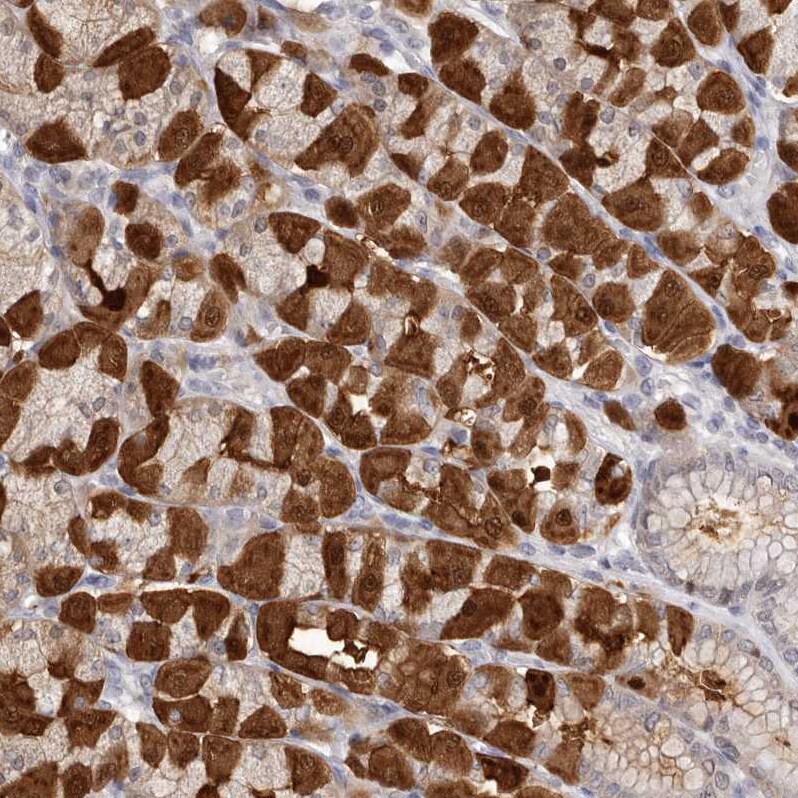 MDH1 Antibody - BSA Free Immunohistochemistry-Paraffin: MDH1 Antibody - BSA Free [NBP1-89515]