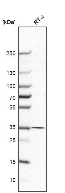 MDH1 Antibody - BSA Free Western Blot: MDH1 Antibody - BSA Free [NBP1-89515]