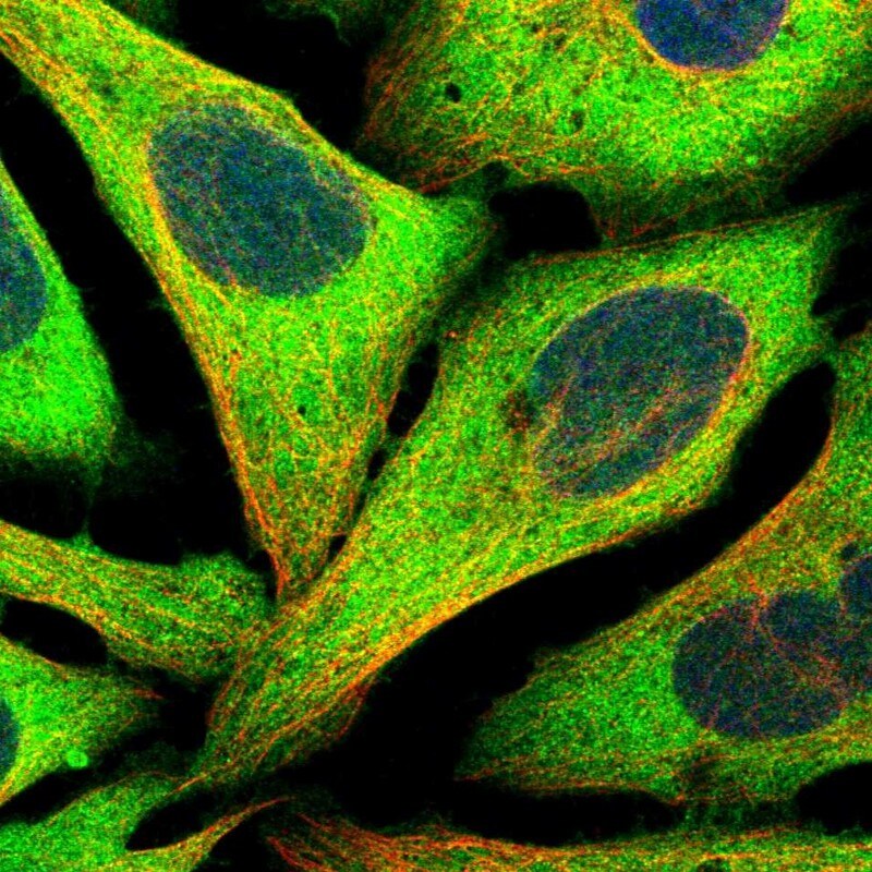 NUDC Antibody - BSA Free Immunocytochemistry/ Immunofluorescence: NUDC Antibody [NBP1-89517]