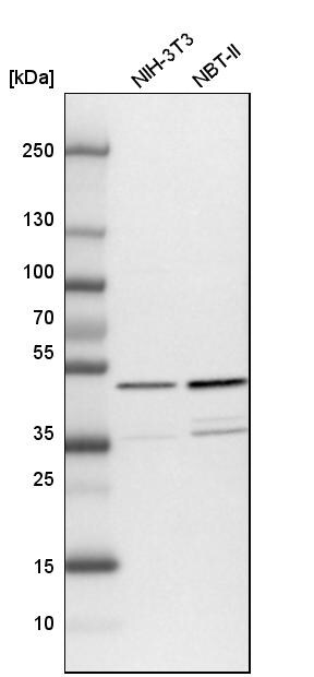 NUDC Antibody - BSA Free Western Blot: NUDC Antibody - BSA Free [NBP1-89517]