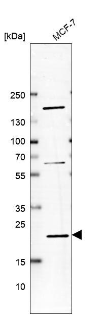 APRT Antibody - BSA Free Western Blot: APRT Antibody - BSA Free [NBP1-89519]
