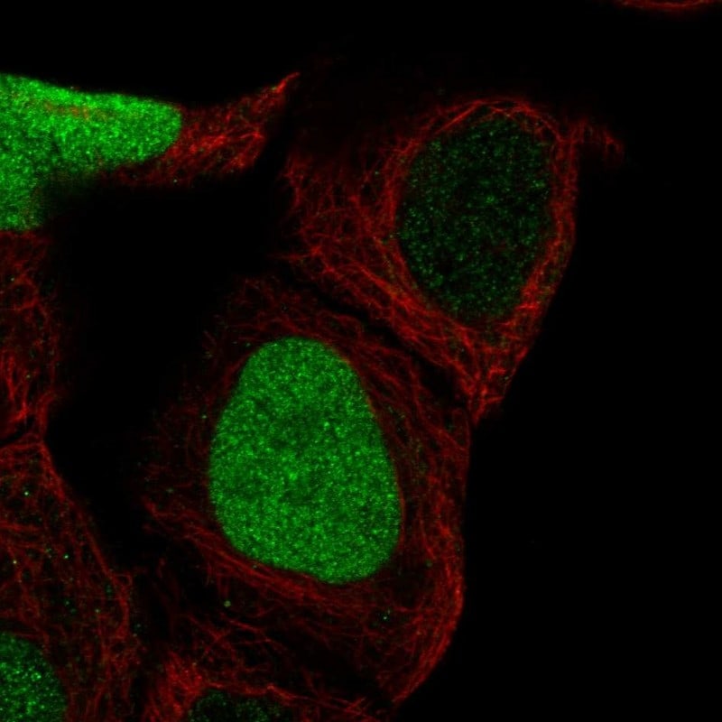 CDCA5 Antibody - BSA Free Immunocytochemistry/ Immunofluorescence: CDCA5 Antibody - BSA Free [NBP1-89530]