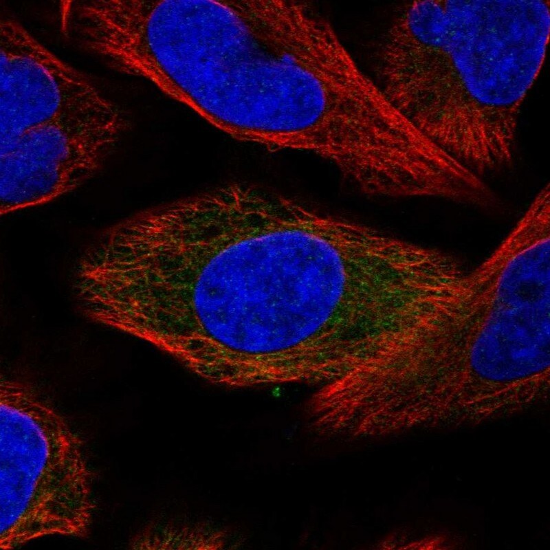 SRP68 Antibody - BSA Free Immunocytochemistry/ Immunofluorescence: SRP68 Antibody - BSA Free [NBP1-89532]