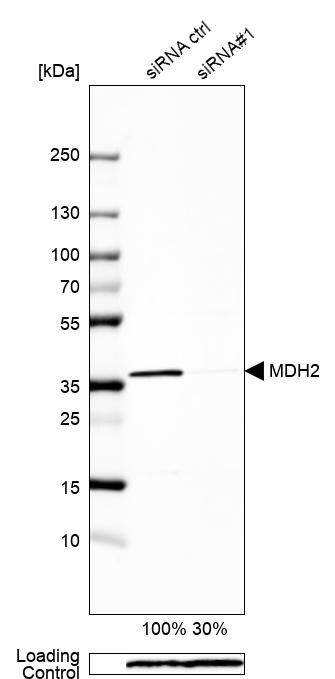MDH2 Antibody - BSA Free Western Blot: MDH2 Antibody - BSA Free [NBP1-89540]