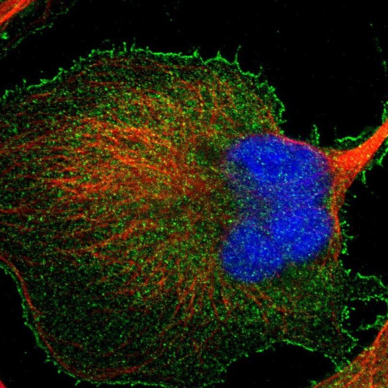 BAIAP2L1 Antibody - BSA Free Immunocytochemistry/ Immunofluorescence: BAIAP2L1 Antibody - BSA Free [NBP1-89542]