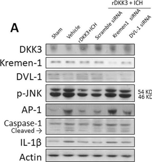 JunB/AP-1 Antibody - BSA Free