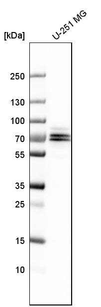 FXR1 Antibody - BSA Free Western Blot: FXR1 Antibody - BSA Free [NBP1-89546]