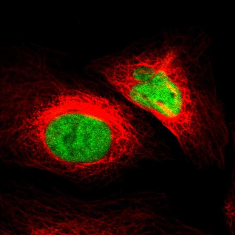 ZNF207 Antibody - BSA Free Immunocytochemistry/ Immunofluorescence: ZNF207 Antibody - BSA Free [NBP1-89550]